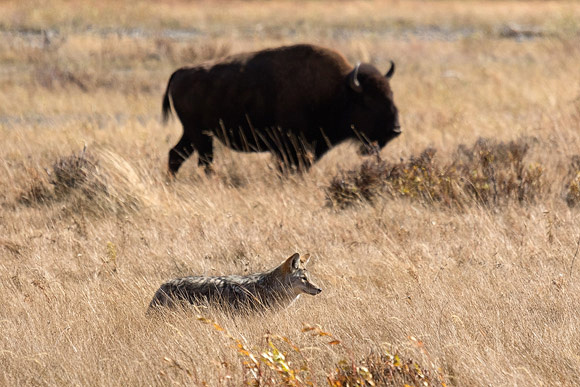 Coyote and Bison
