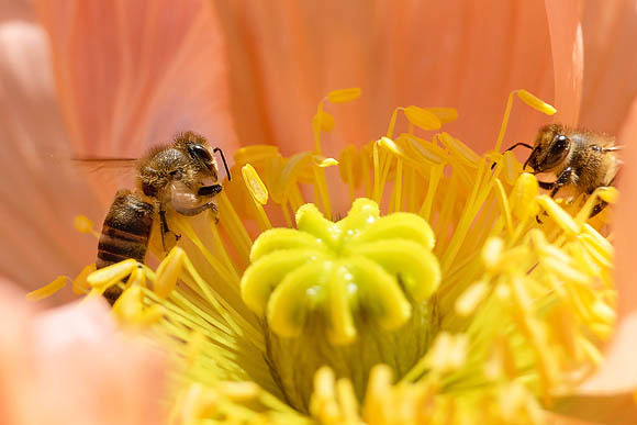 Two Honeybees in Orange Iceland Poppy