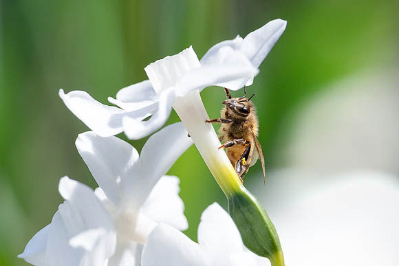 Honeybee on White Daffodil 1