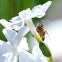 Honeybee on White Daffodil 2