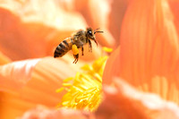 Honeybee flying to Orange Iceland Poppy