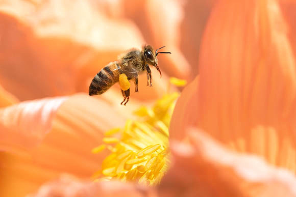 Honeybee flying to Orange Iceland Poppy