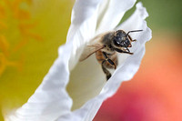 Honeybee on White Iceland Poppy