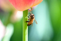 Honeybee and Waterdrop