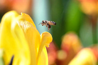 Honeybee flying to Yellow Tulips