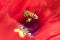 Honeybee flying to Red Opium Poppy