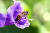 Honeybee coming out of California Bluebell