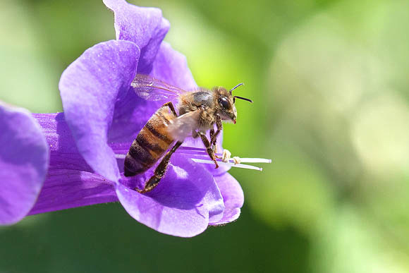 Honeybee coming out of California Bluebell