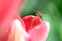Honeybee on Pink Tulip