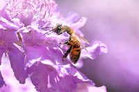 Honybee collecting pollen from pink flower