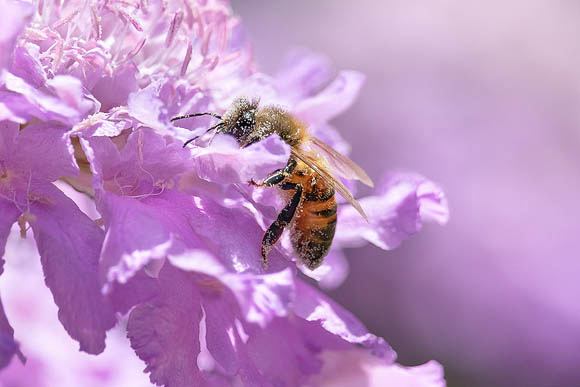 Honybee collecting pollen from pink flower