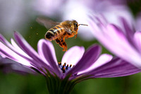 Honeybee collecting pollen from African Daisy 1
