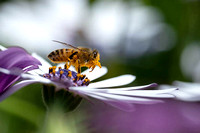 Honeybee collecting pollen from African Daisy 2