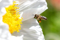 Honeybee flying to White Iceland Poppy 1