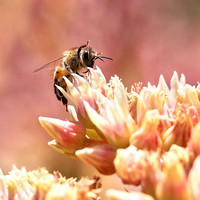 Honeybee wrestling with white-pink flower