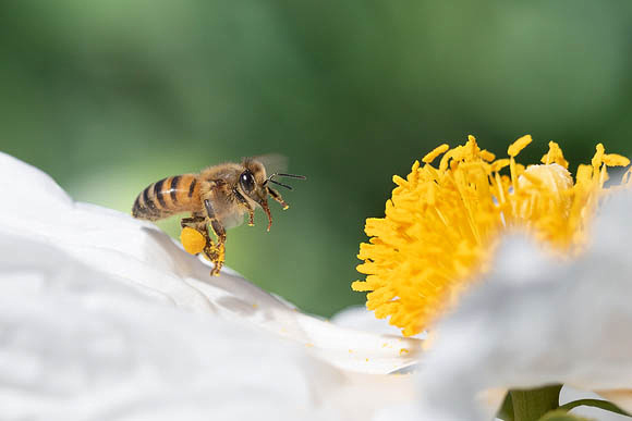 Honeybee flying to Matilija Poppy 2