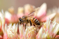 Honeybee walking white-pink flower
