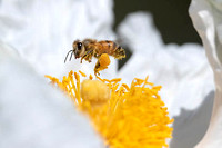 Honeybee flying to Matilija Poppy 1