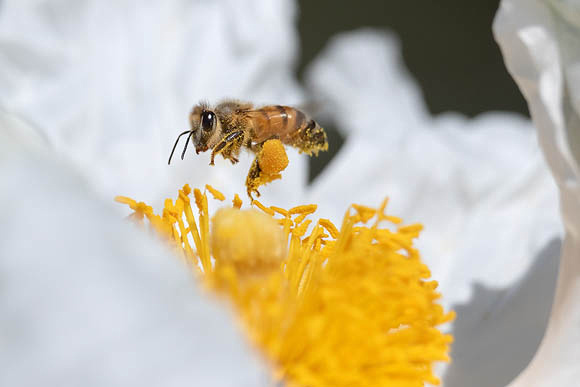 Honeybee flying to Matilija Poppy 1