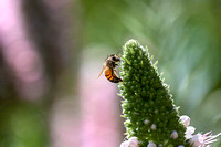Honeybee on Pink Pride of Madeira