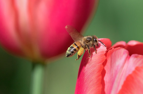 Honeybee and Red Tulips