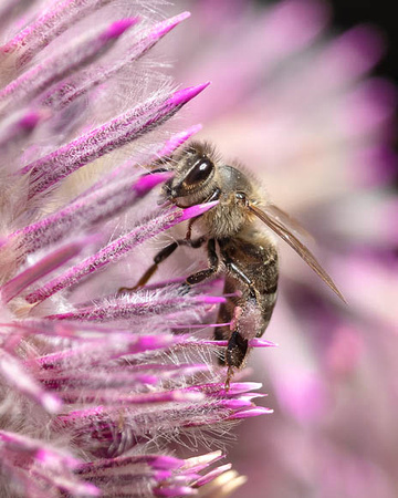 Honeybee on Ptilotus Joey Flower