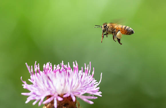Honeybee and Thistle flower 1