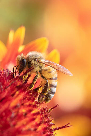 Honeybee on Red Daisy