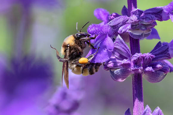 Bumblebee and purple flower