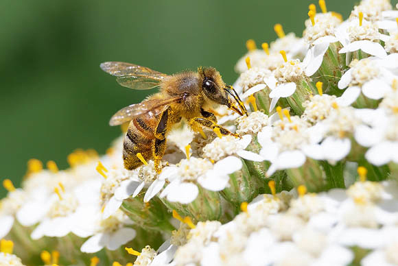 Honeybee on White Achillea
