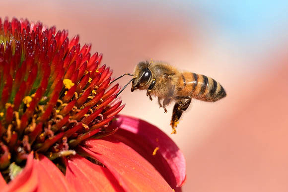 Honeybee and Red Cornflower