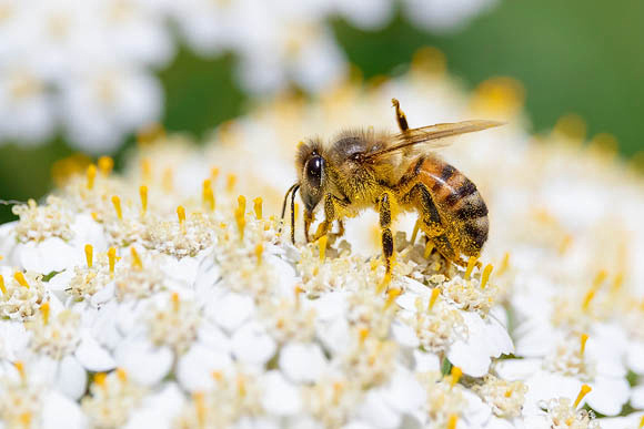 Happy Honeybee on White Achillea