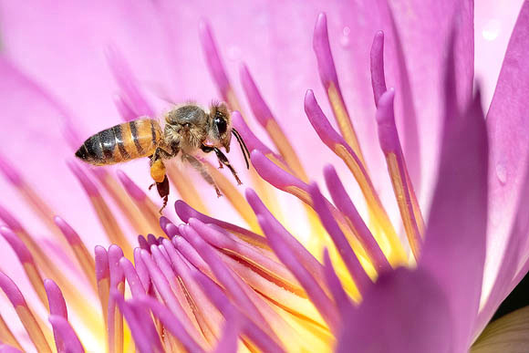 Honeybee and Pink Lotus Flower