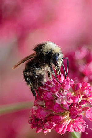 Bumblebee on Pink Flower