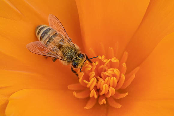 Honeybee inside California Golden Poppy
