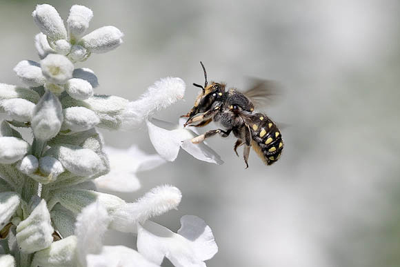 Wool Carder Bee and White Flower