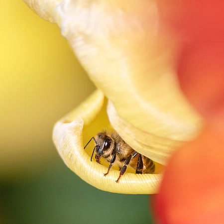 Honeybee inside Tulip