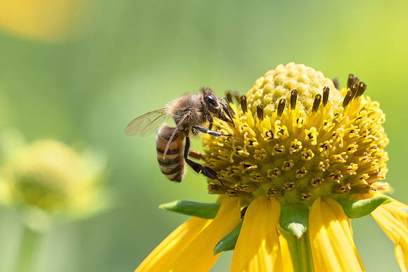 Honeybee and Yellow Cornflower