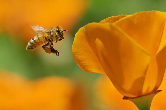Honeybee Flying to California Poppy