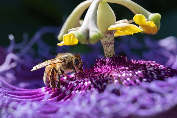 Honeybee on Passionflower