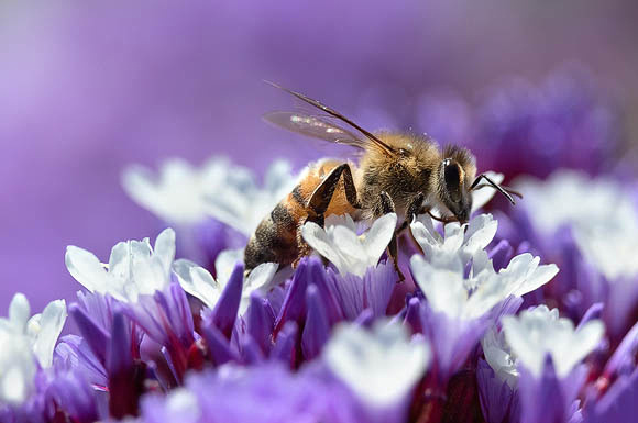 Honeybee on Winged Beach Lilac