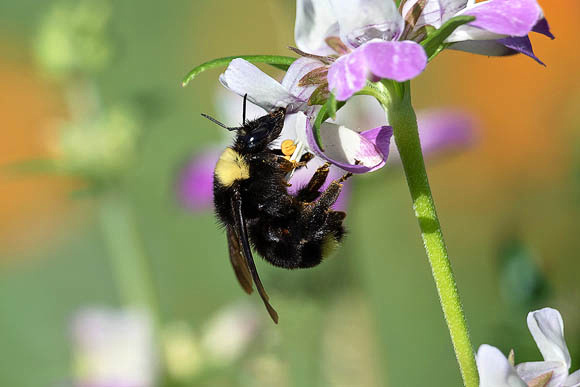 Bumblebee and wildlfower