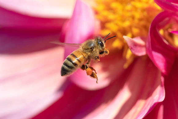 Honeybee wetting pollen with juice from her mouth