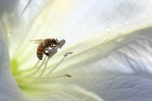 Honeybee inside Moonflower