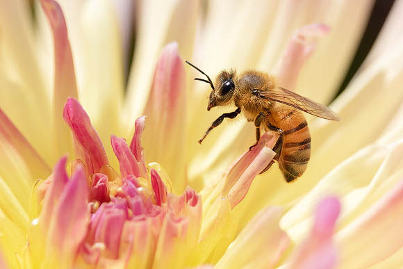 Honeybee and Pink Dahlia