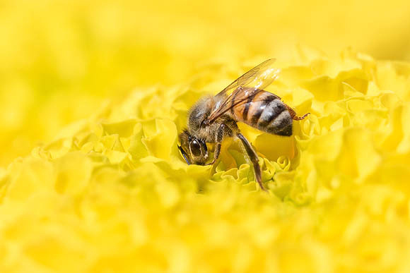 Honeybee on Yellow Marigold