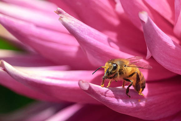 Honeybee on Pink Dahlia