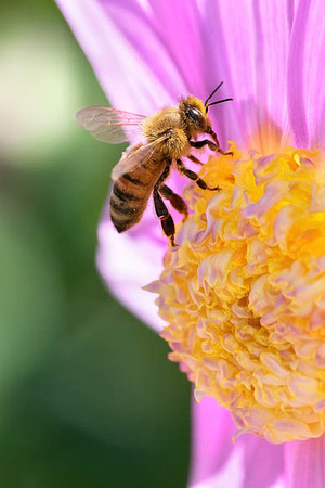 Honeybee on Pink-Yellow Flower