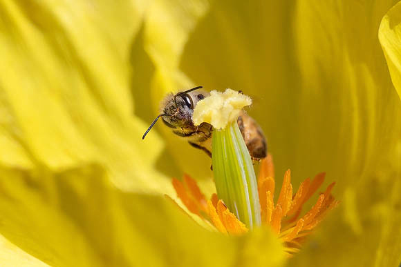Honeybee hidden in yellow flower