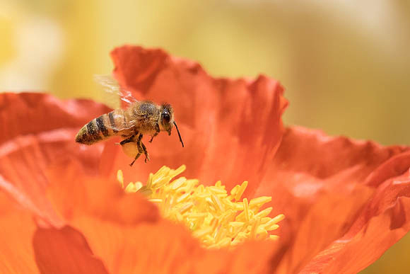 Honeybee and Orange Alpine Poppy
